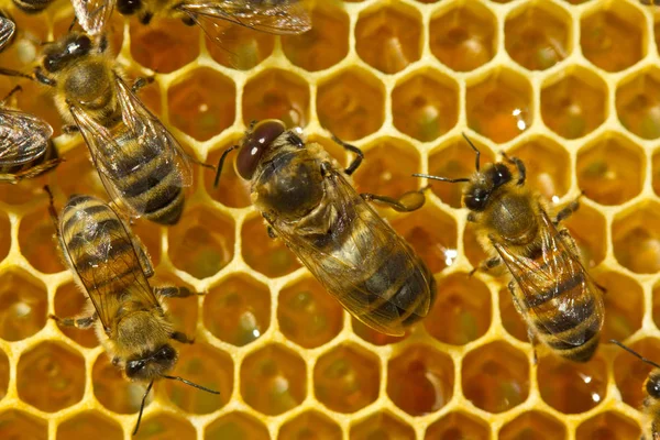 Abejas en panales — Foto de Stock