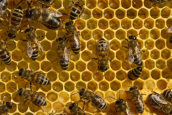 Abejas, néctar y larvas — Foto de Stock