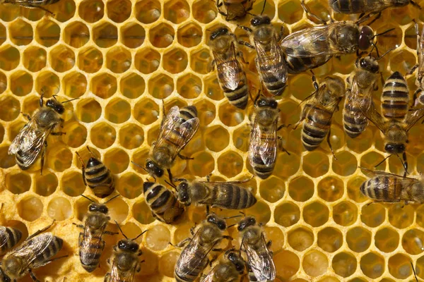 Пчелы, нектар и личинки — стоковое фото