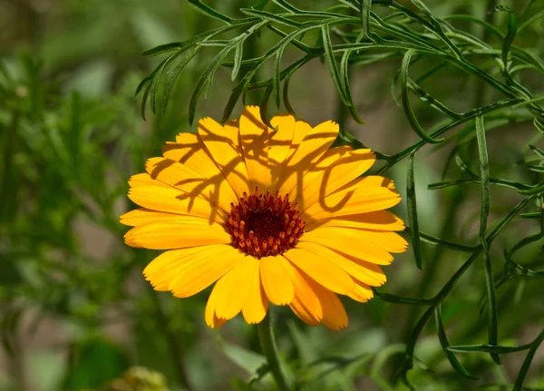 Heilpflanze Ringelblume — Stockfoto