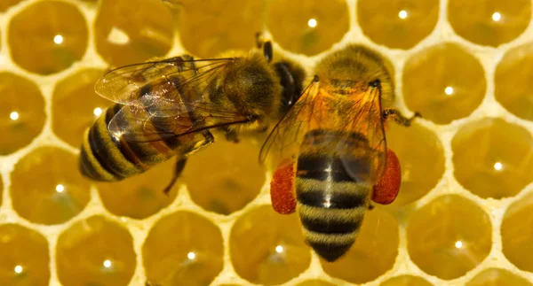 Biene mit Blütenpollen Stockfoto