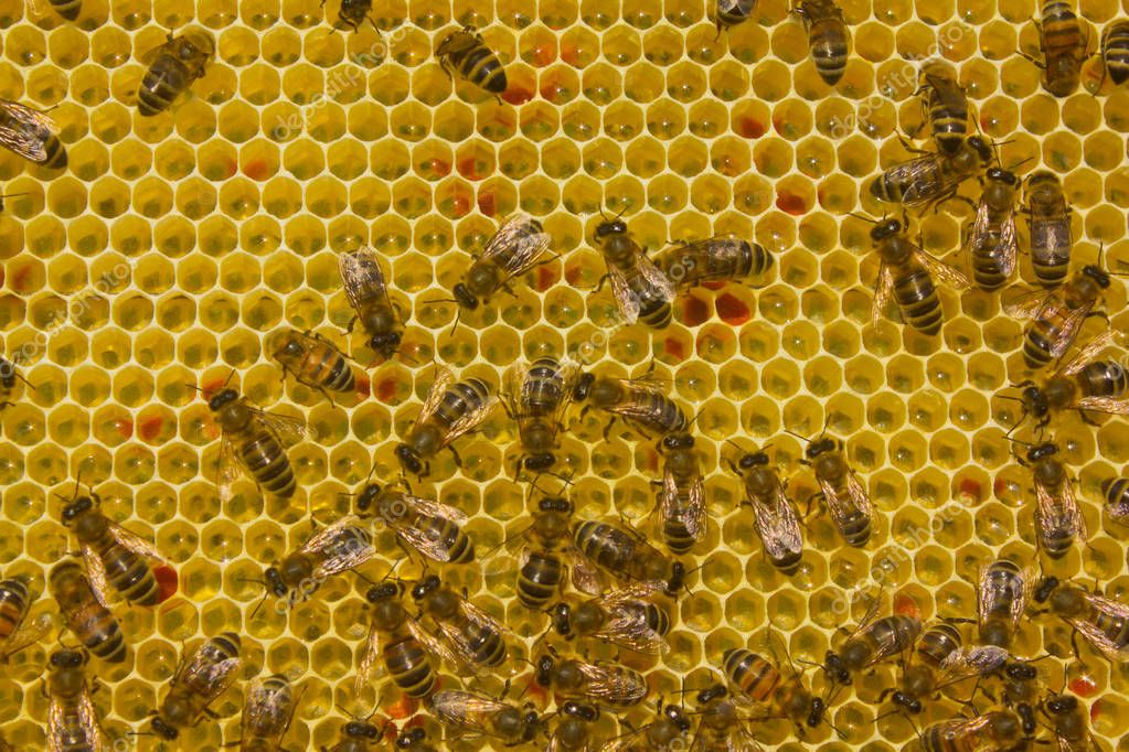 Какие пчелы превращают нектар в мед. Молодая пчела. Превращение в пчелу фото. Процесс переработки пчелами нектар в мед. Может ли пчелы носить нектар с кондитерской фабрики.