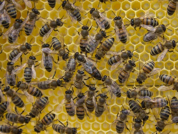 Leven en voortplanting van bijen. Queen Bee en bijen. — Stockfoto