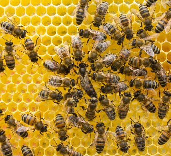 Rainha Abelha e abelhas — Fotografia de Stock