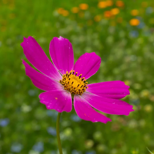 Kosmos - trädgård blomma. — Stockfoto