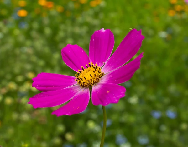 Cosmos - tuin bloem. — Stockfoto