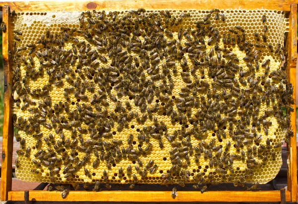 Cadre ruche avec cocons d'abeilles — Photo