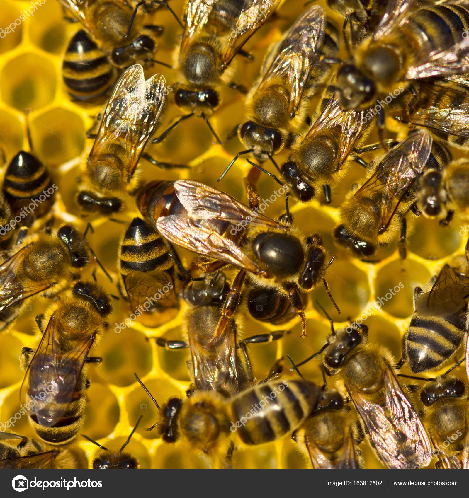 Queen Bee Lays Eggs In The Honeycomb Stock Photo Image By C Inventor Queen Bee Lays Eggs In The Honeycomb Stock Photo Image By C Inventor
