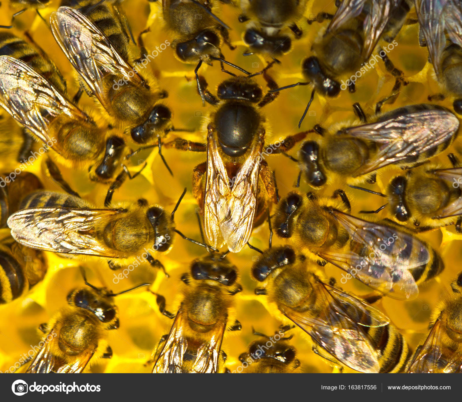 Queen Bee Lays Eggs In The Honeycomb Stock Photo Image By C Inventor Queen Bee Lays Eggs In The Honeycomb Stock Photo Image By C Inventor