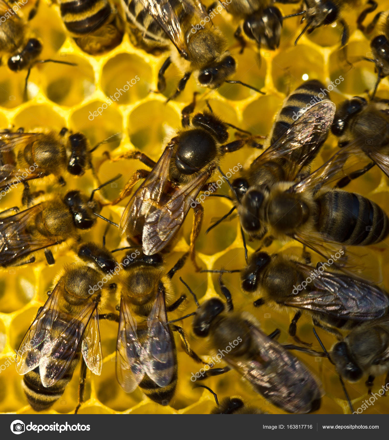 Life And Reproduction Of Bees Queen Bee Lays Eggs In The Honeyco Stock Photo Image By C Inventor Life And Reproduction Of Bees Queen Bee Lays Eggs In The Honeyco Stock Photo Image By C Inventor