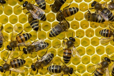 Arılar petek üzerinde çalışmak