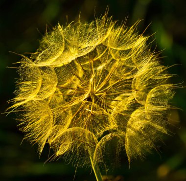 Tragopogon - bir alan çiçek