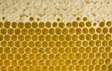 Nektar ve yeni tarak bal