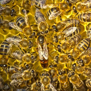 Yaşam ve üreme arı. Kraliçe Arı yumurta honeyco içinde bırakır.