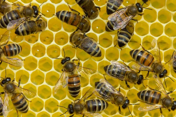 Έργο μέλισσες σε μια κηρήθρα — Φωτογραφία Αρχείου