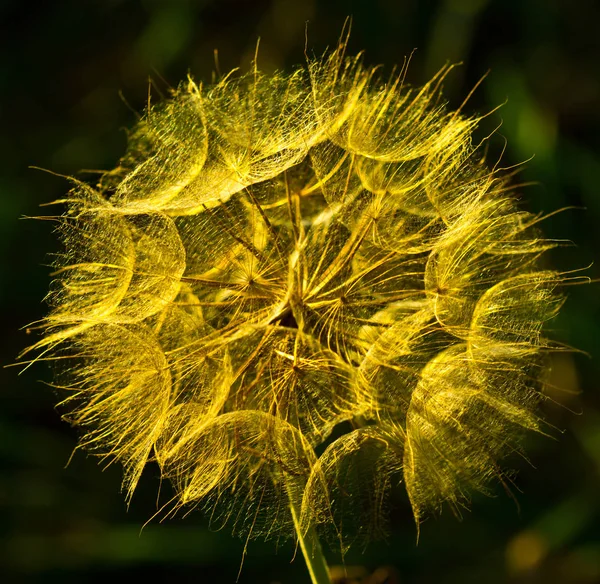 Tragopogon - bir alan çiçek