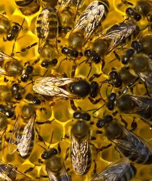 Królowa pszczół składa jaja w plaster miodu. — Zdjęcie stockowe