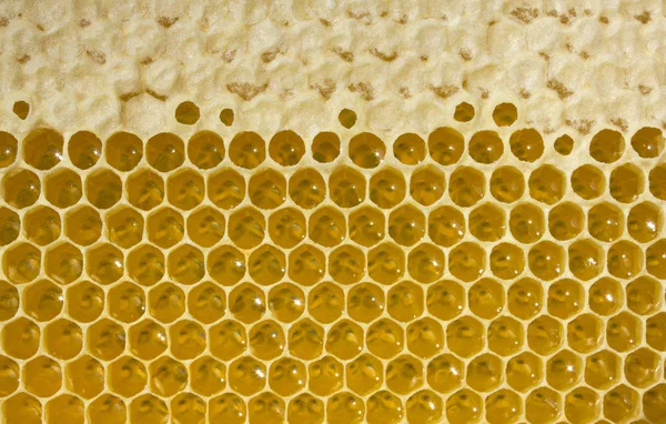 Nektar ve yeni tarak bal