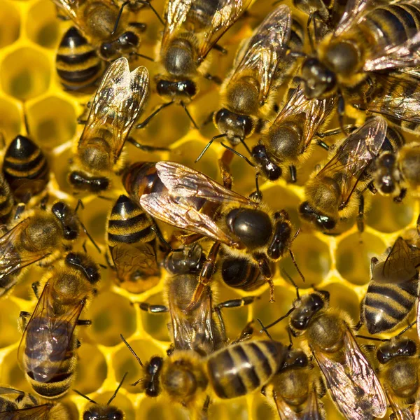 Abeja reina pone huevos en el panal — Foto de Stock