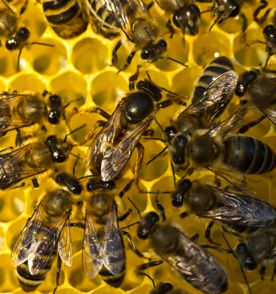 Leven en voortplanting van bijen. Bijenkoningin legt eieren in de honeyco — Stockfoto