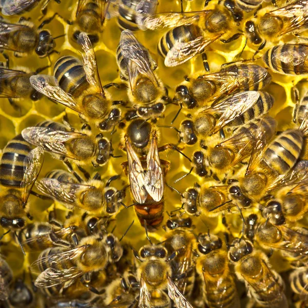 Life and reproduction of bees.Queen bee lays eggs in the honeyco — Stock Photo, Image