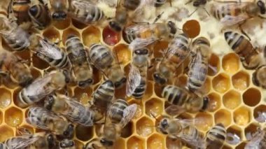 Arı kovanında renk uyumu. Arı, çiçeklerden toplanan polenleri petek haline getirir..