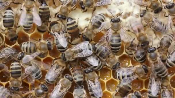 蜂巢的颜色和谐 蜜蜂把从花丛中收集的花粉放入蜂巢 — 图库视频影像