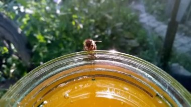 Arı boynundan bal alır, balın içine düşme riski, arı bankanın boynundan bal alır.