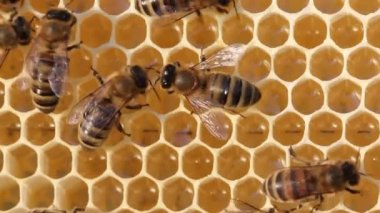 Dönüşüm nektar bal içine arılar takım çalışırız. 