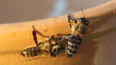 Arılar bal başka bir arı vücuttan çıkarın.