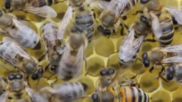 蜜蜂从蜂窝中取出花蜜 将其转化为蜂蜜 — 图库视频影像