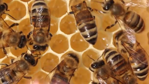 Umwandlung von Nektar in Honigbienen funktioniert im Team — Stockvideo
