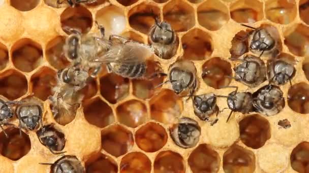 蜜蜂在幼蜜蜂离开小蜜蜂时帮助它们 这种援助使幼蜜蜂在蚕丛中发育不尽人意 — 图库视频影像