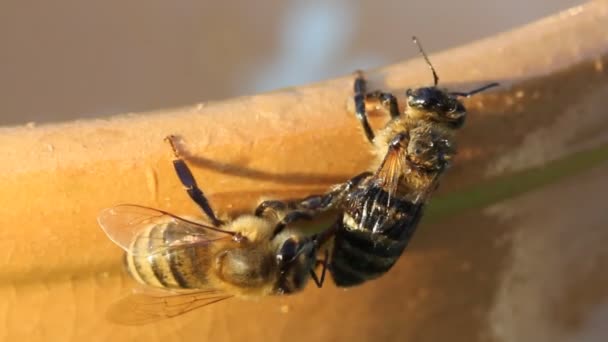 Bijen verwijderen honing uit het lichaam van een andere bijen — Stockvideo