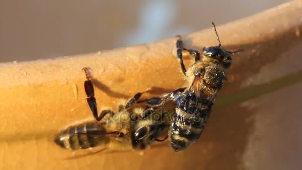 Bijen verwijderen honing uit het lichaam van een andere bijen — Stockvideo