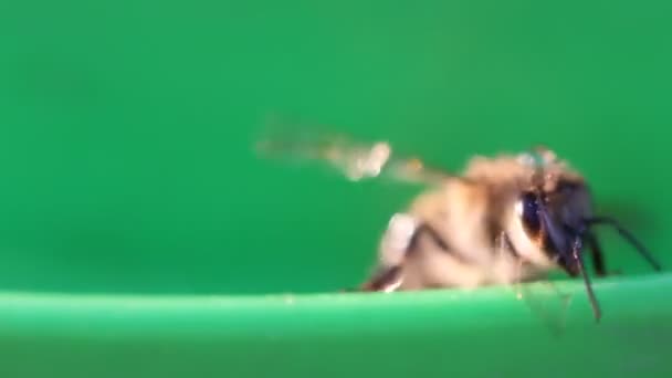 Bijen verwijdert honing uit zijn lichaam — Stockvideo