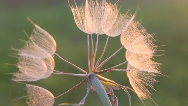 Seeds of Tragopogon in evening light — Stock Video