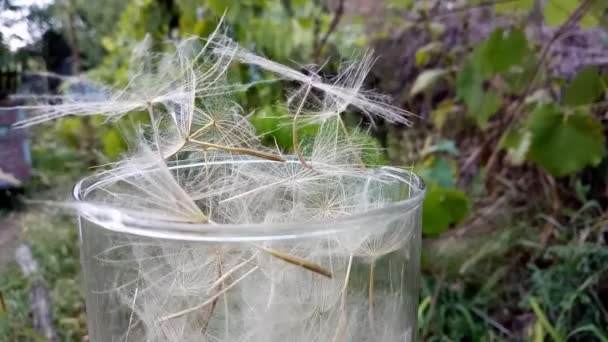 Parachutes Tragopogon in a glass cup — Stock Video