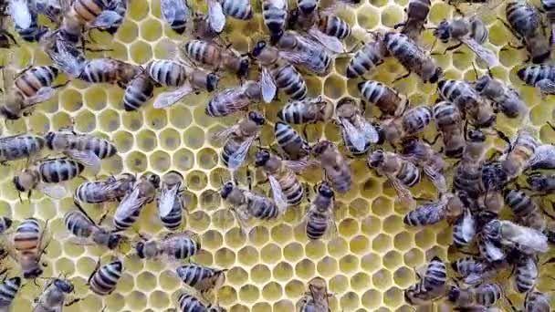 Клещ Варроа на спине пчелы — стоковое видео