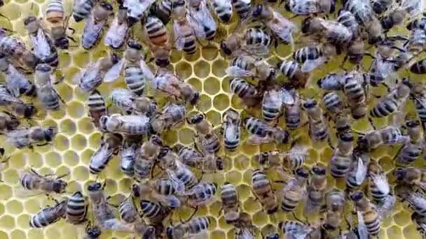 Ácaro de Varroa en la parte posterior de una abeja — Vídeos de Stock