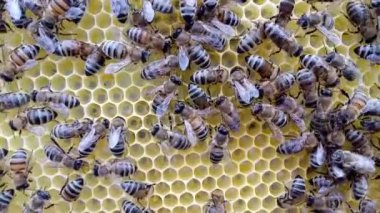Varroa'nın mite üzerinde bir arı arkası