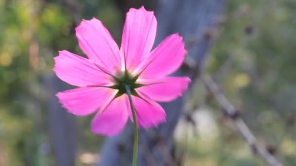 Cosmos em raios de pôr-do-sol — Vídeo de Stock