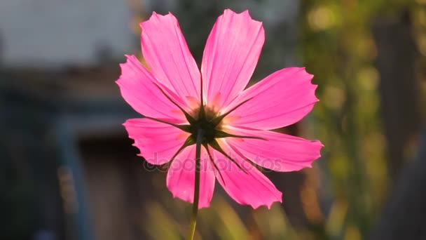 Cosmos cor de rosa à noite — Vídeo de Stock