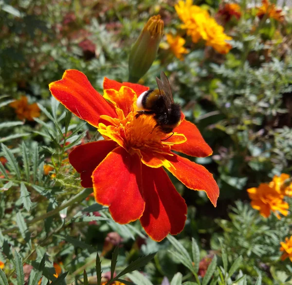 Bumble bee verzamelt nectar uit de bloem Goudsbloem — Stockfoto