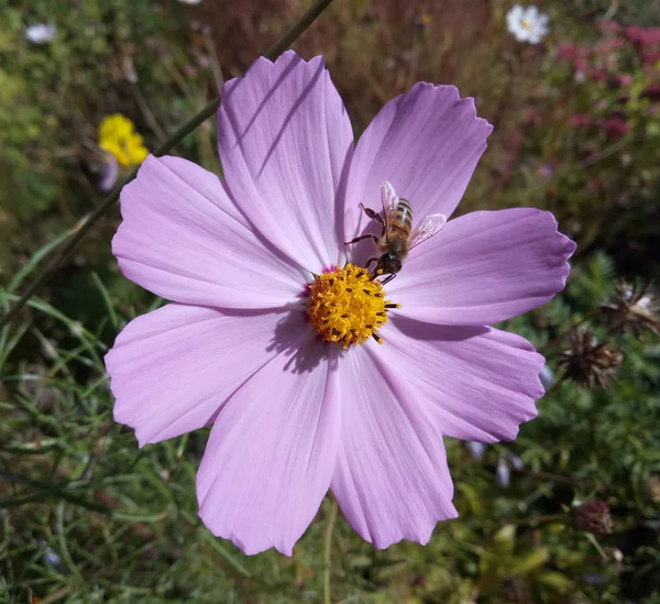 Bijen op Cosmos bloem — Stockfoto