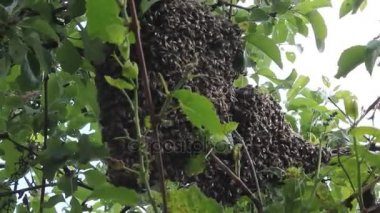 Arılar kaynıyor. Yeni bir koloni arılar oluşumu.