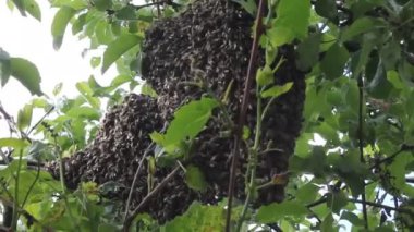 Arılar kaynıyor. Yeni bir koloni arılar oluşumu.
