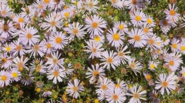 Çiçek krizantem arıya