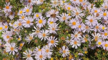 Çiçek krizantem arıya