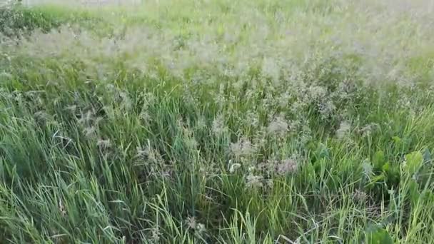 Letní vítr trávu a květiny se třese — Stock video